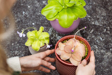 Waarom vangt mijn vleesetende plant geen insecten?