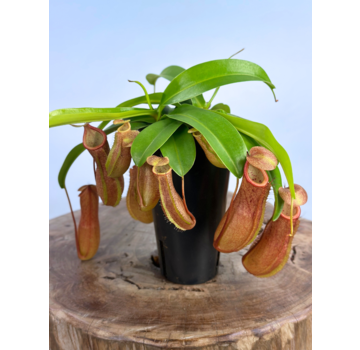 Bekerplant Hybride "Linda" - groot | ø 12 cm x ↕ 15 cm