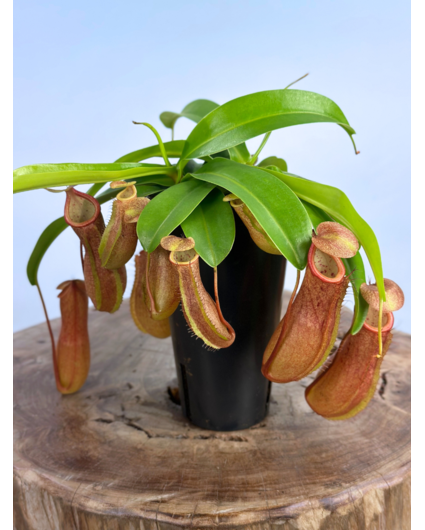 Bekerplant Hybride "Linda" - groot | ø 12 cm x ↕ 15 cm