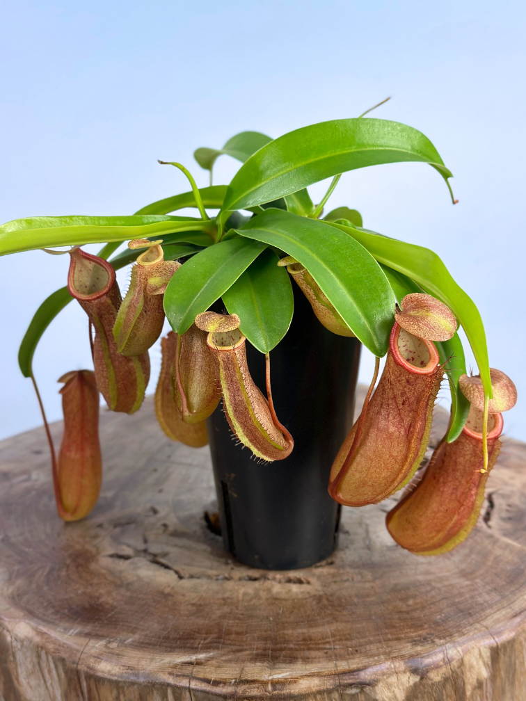 Bekerplant Hybride "Linda" - groot | ø 12 cm x ↕ 15 cm