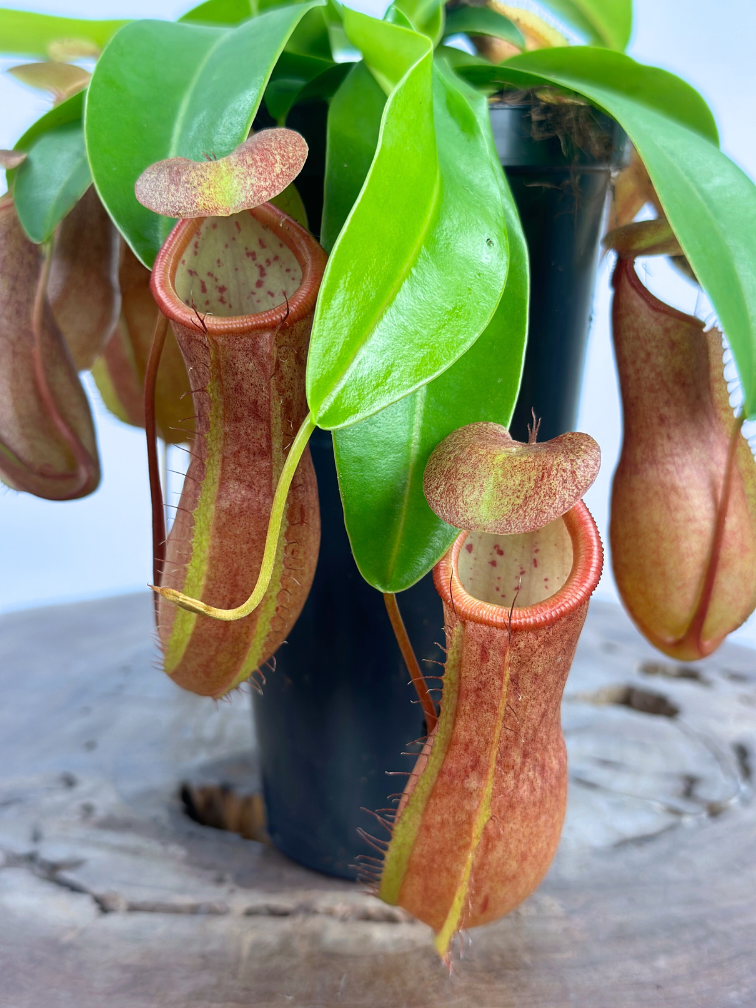 Bekerplant Hybride "Linda" - groot | ø 12 cm x ↕ 15 cm