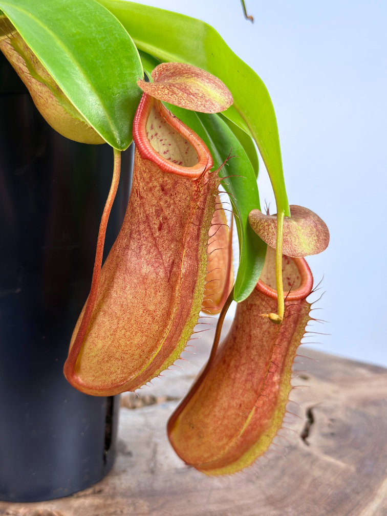 Bekerplant Hybride "Linda" - groot | ø 12 cm x ↕ 15 cm