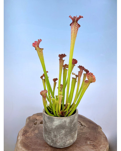 ACTIEPRIJS - Plantenpot "Palu" - Golden/Grey | 12cm