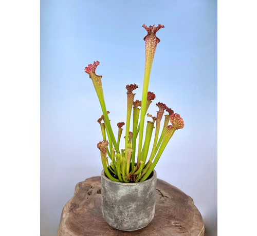 ACTIEPRIJS - Plantenpot "Palu" - Golden/Grey | 12cm