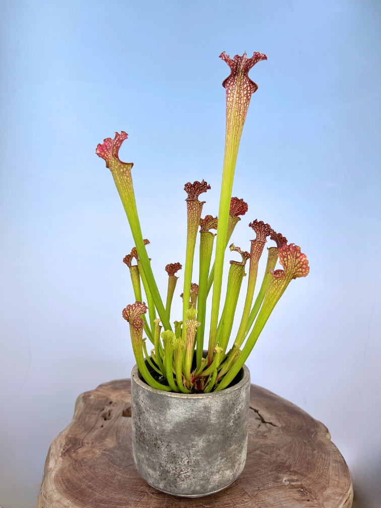 ACTIEPRIJS - Plantenpot "Palu" - Golden/Grey | 12cm