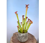 ACTIEPRIJS - Plantenpot "Palu" - Golden/Grey | 12cm