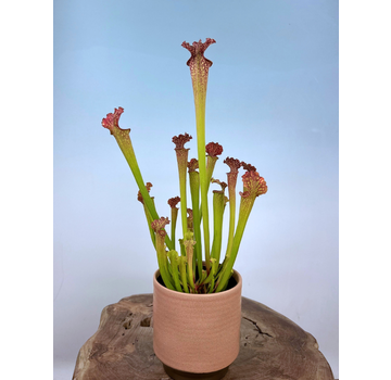 Ter Steege bloempot Suze "roze" | 13x13 cm