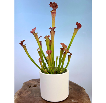 Mica bloempot Era "lichtgrijs" | 13x15 cm