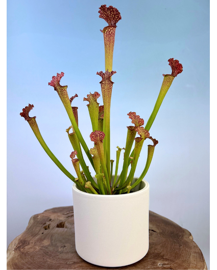 ACTIEPRIJS - Mica bloempot Era "lichtgrijs" | 13x15 cm