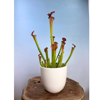 Mica bloempot Tusca "White Matt" | 17 x 16 cm