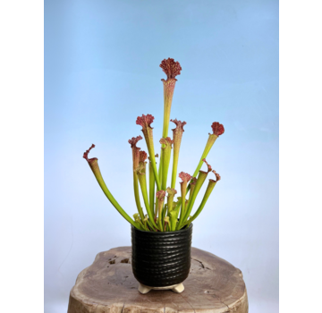 Ter Steege bloempot Bekka "Zwart" | 13 x 14 cm