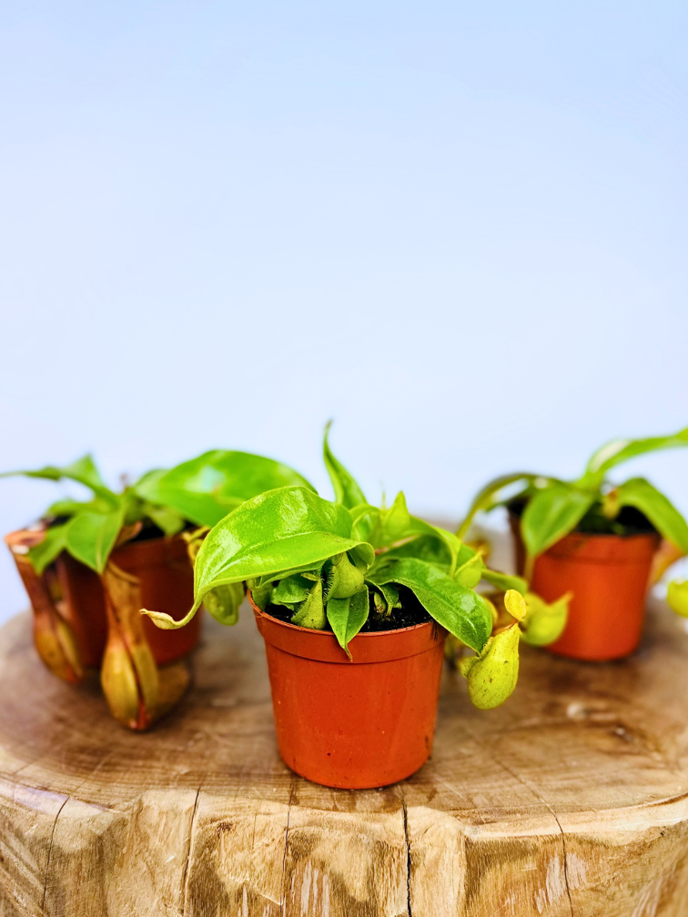 Bekerplant mix - 3 stuks