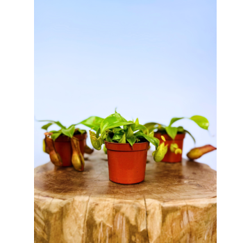 Bekerplant mix - 3 stuks