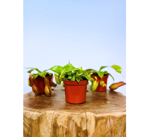 Bekerplant mix - 3 stuks