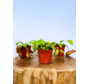 Bekerplant mix - 3 stuks