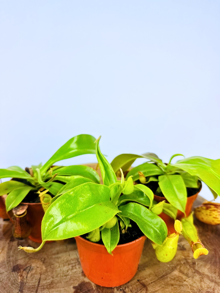 Bekerplant mix - 3 stuks