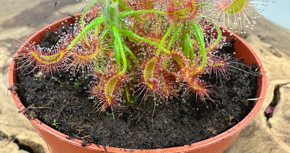 Niet alle vleesetende planten zijn hetzelfde: de 7 coolste soorten op een rij