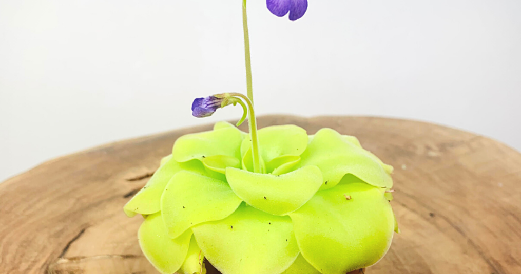 Planten die vlees eten én schattig zijn, bestaat dat?