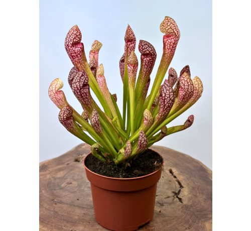Trompetbekerplant "Scarlet Belle" - groot | ø 12 cm x ↕ 20 cm