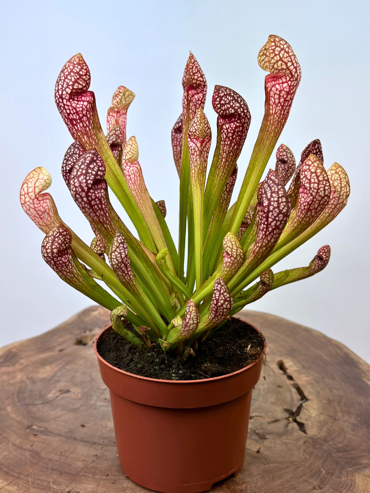 Trompetbekerplant "Scarlet Belle" - groot | ø 12 cm x ↕ 20 cm