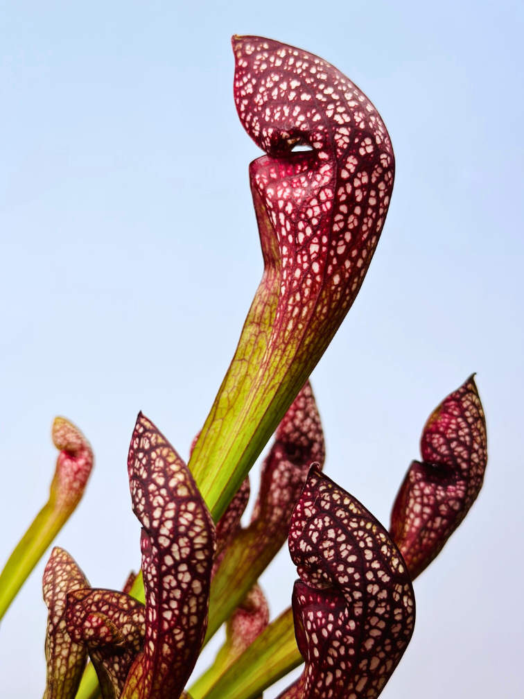 Trompetbekerplant "Scarlet Belle" - groot | ø 12 cm x ↕ 20 cm