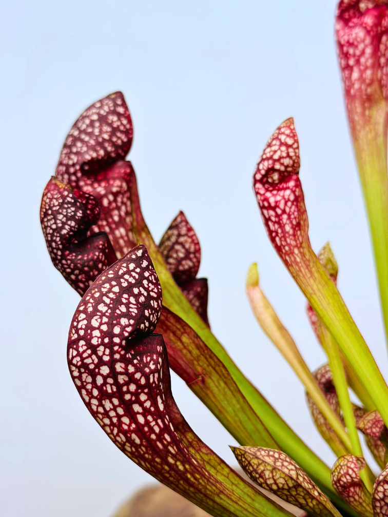 Trompetbekerplant "Scarlet Belle" - groot | ø 12 cm x ↕ 20 cm