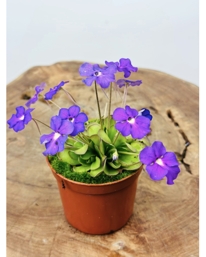 Vetblad "Cyclosecta" | ø 8,5 cm x ↕ 25 cm