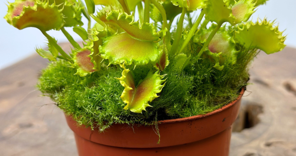 Vleesetende planten en duurzaamheid
