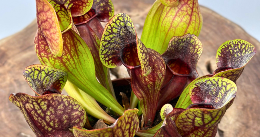 Hoe een vleesetende plant kan helpen om angst voor insecten te overwinnen