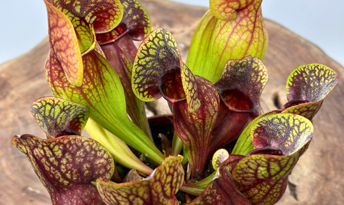 Hoe een vleesetende plant kan helpen om angst voor insecten te overwinnen
