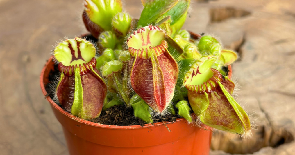 Waarom vleesetende planten eigenlijk helemaal niet zo ‘raar’ zijn