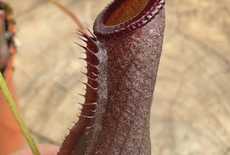 Waarom vleesetende planten ook therapie kunnen zijn