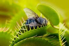 Mieren, vliegen, wespen… of toch maar niks? Welke prooi is eigenlijk het lekkerst?