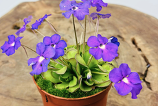 Een  maand lang alleen regenwater te gebruikt voor jouw vleesetende planten