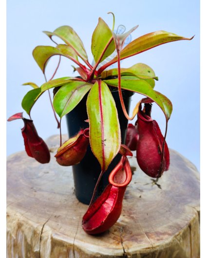 Bekerplant "Hybride"' - groot | ø 12 cm x ↕ 20 cm