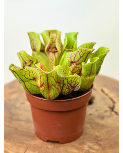 Trompetbekerplant "Venosa Groen" - groot | ø 12 cm x ↕ 10 cm