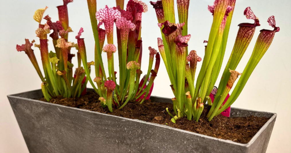 Vleesetende planten onder de microscoop