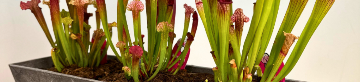 Vleesetende planten onder de microscoop