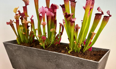 Vleesetende planten onder de microscoop
