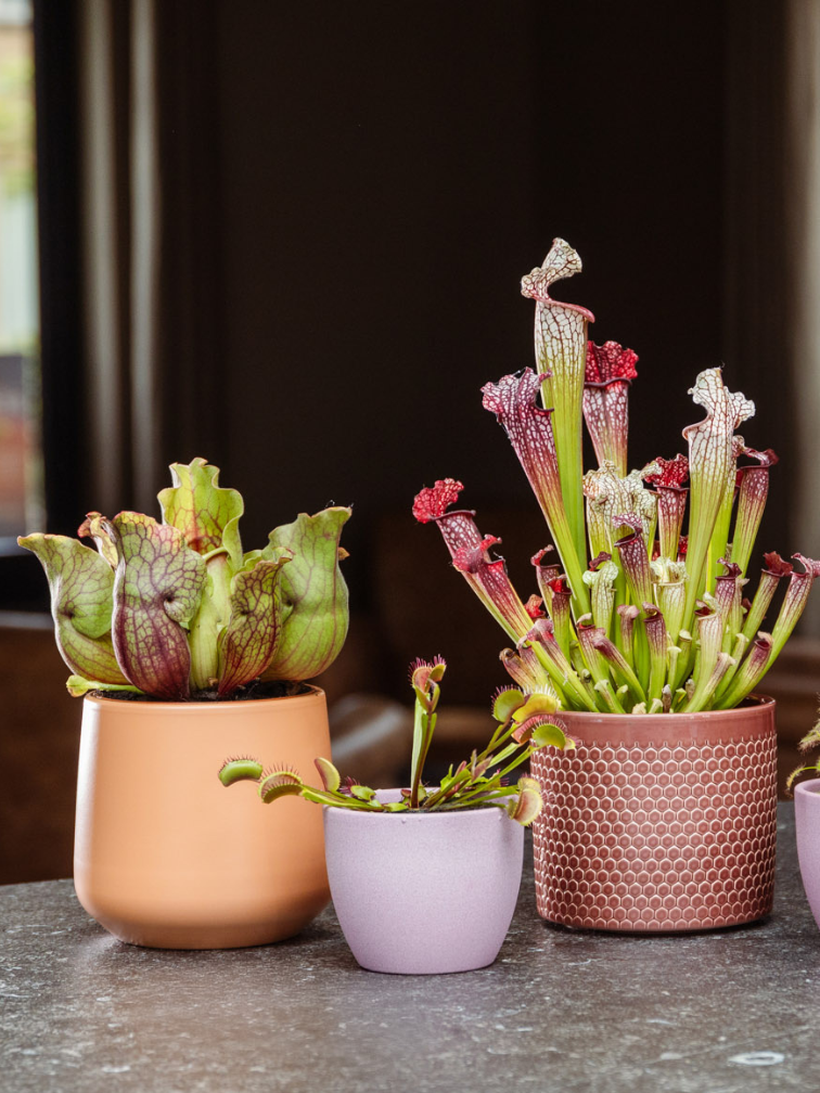 Plantenpot "Amazone" - pistache | 12cm