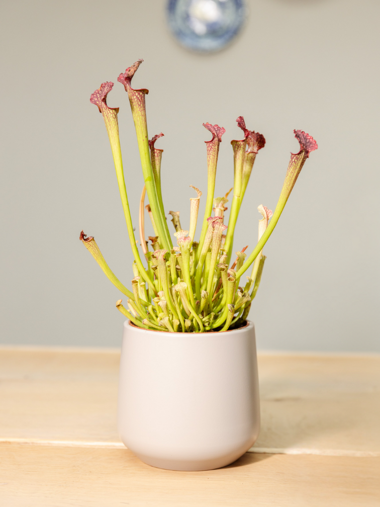 Plantenpot "Amazone" - pistache | 12cm