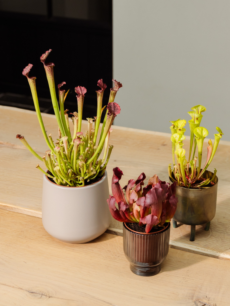 Plantenpot "Amazone" - pistache | 12cm