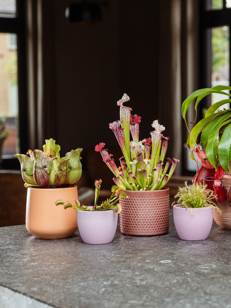 Plantenpot "Amazone" - pistache | 12cm