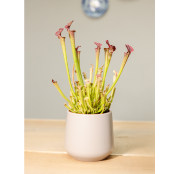 Plantenpot "Amazone" - grijs | 12cm