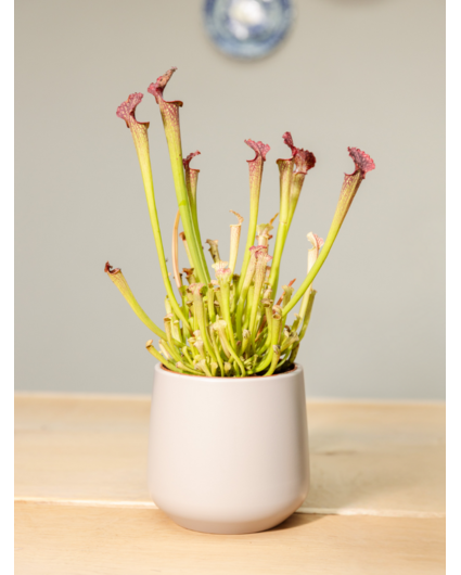 Plantenpot "Amazone" - grijs | 12cm