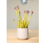 Plantenpot "Amazone" - grijs | 12cm