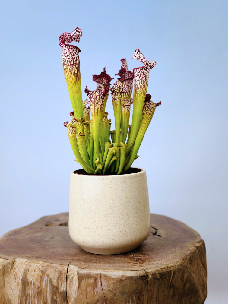 Plantenpot "Amazone" - beige | 12cm