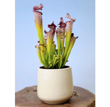 Plantenpot "Amazone" - beige | 12cm