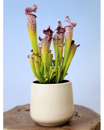 Plantenpot "Amazone" - beige | 12cm