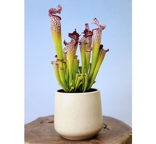 Plantenpot "Amazone" - beige | 12cm